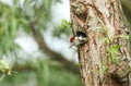 A cute baby Great spotted Woodpecker, Dendrocopos major, poking its head out of its nesting hole in a Willow tree. It is waiting f