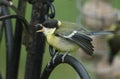 A baby Great Tit, Parus major, perching on a metal post calling to its parent to feed it.