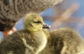 Cute baby Greylag Goose goslings Anser anser standing on the bank of a lake eating grass. Royalty Free Stock Photo