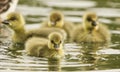 Cute baby Greylag Goose Goslings Anser anser swimming on a lake. Royalty Free Stock Photo