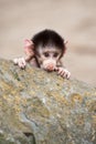 Cute baby Hamadryas Baboon