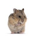 Cute baby hamster on white background Royalty Free Stock Photo