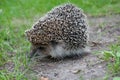 Cute baby hedgehog closeup on grass, Baby hedgehog playing on grass. Royalty Free Stock Photo