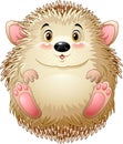 Cute baby hedgehog