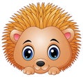 Cute baby hedgehog isolated on a white background