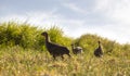 Cute baby helmeted guineafowl running in a green field.