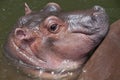 A cute baby hippo. Royalty Free Stock Photo