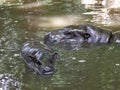 Cute baby hippo and adult hippopotamus in water Royalty Free Stock Photo