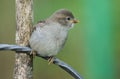 A cute baby House Sparrow, Passer domesticus, perching on a wire post in spring. Royalty Free Stock Photo