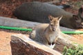 Cute baby kangaroo standing between two pieces of wood with its mother lying in the back Royalty Free Stock Photo