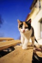 Cute baby kitten cat and blue sky Royalty Free Stock Photo