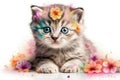 Cute Baby Kitten kawaii cute big eye isolate on white background Royalty Free Stock Photo