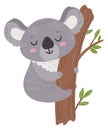 Cute baby koala on tree. Lazy sleeping animal