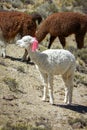 Cute baby lama with pink ribbon