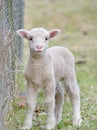 Cute baby lamb