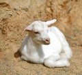 A cute baby lamb Royalty Free Stock Photo