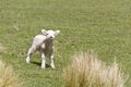 Cute baby lamb Royalty Free Stock Photo