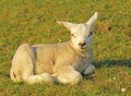 Cute baby lamb Royalty Free Stock Photo