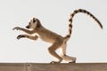Cute baby lemur in action. Royalty Free Stock Photo