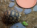 A cute baby leopard tortoise hiding in its shell