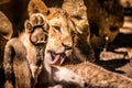 Cute baby lion cub having a clean Royalty Free Stock Photo