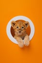 Cute baby lion cub peeking out of a hole. Orange background surface wall texture Royalty Free Stock Photo