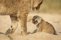 Cute baby lion cub snarling at its older brother sitting in sand in Kruger Park South Africa Royalty Free Stock Photo