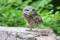 Cute baby Little owl Athene noctua, looking at the camera Royalty Free Stock Photo