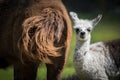 Cute Baby Llama With Its Mother