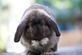 Cute baby lop rabbit bunny Royalty Free Stock Photo