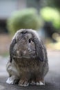 Cute baby lop rabbit bunny