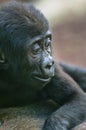 Cute baby lowland Gorilla Royalty Free Stock Photo