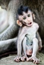 Cute baby macaque