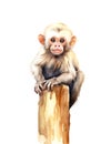 Cute baby macaque sitting on a tree trunk on white background.