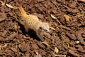 Cute Baby Meerkat On Warm Day Royalty Free Stock Photo