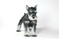 Cute Baby Miniature Schnauzer Puppy Dog on White Royalty Free Stock Photo