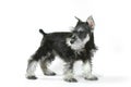 Cute Baby Miniature Schnauzer Puppy Dog on White Royalty Free Stock Photo