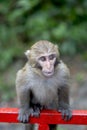 Cute baby monkey Royalty Free Stock Photo