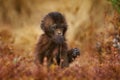 Cute baby monkey feeding grass culm straw. Gelada Baboon with open mouth with teeth. Simien mountains NP, gelada monkey, detail Royalty Free Stock Photo