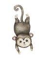 Cute baby monkey Hand drawn adorable watercolor african animals illustration on white background Royalty Free Stock Photo