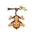 Cute baby monkey hanging on tree Royalty Free Stock Photo