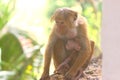 Cute baby monkey with her mother Royalty Free Stock Photo