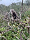 Cute baby monkey hugging its mother on a tree.