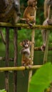 A cute baby monkey sitting on a bamboo fencing. Royalty Free Stock Photo