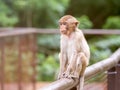 Cute baby monkey sitting on the fence and looking something Royalty Free Stock Photo