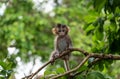 Cute Baby Monkey on tree in forest . Animal conservation and protecting ecosystems concept Royalty Free Stock Photo