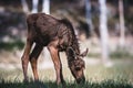 Cute Baby Moose Munching on Grass