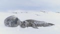 Cute baby and mother Weddell seal in Antarctica. Snow winter. Royalty Free Stock Photo