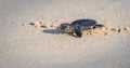 Cute baby Olive ridley sea turtle hatchling crawling towards the sea. Isolated Baby turtle on the sandy beach Royalty Free Stock Photo