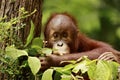 Cute baby orangutan Royalty Free Stock Photo